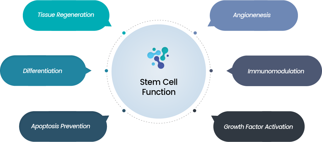 Stem Cell Function